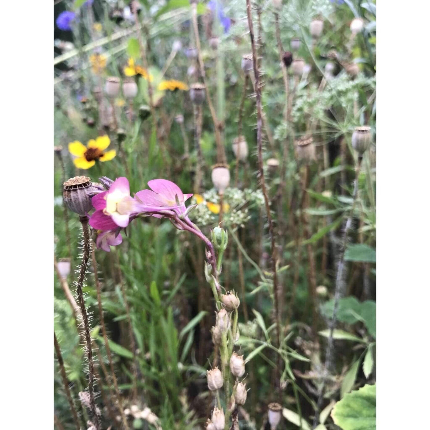 pink wild flowers in meadow