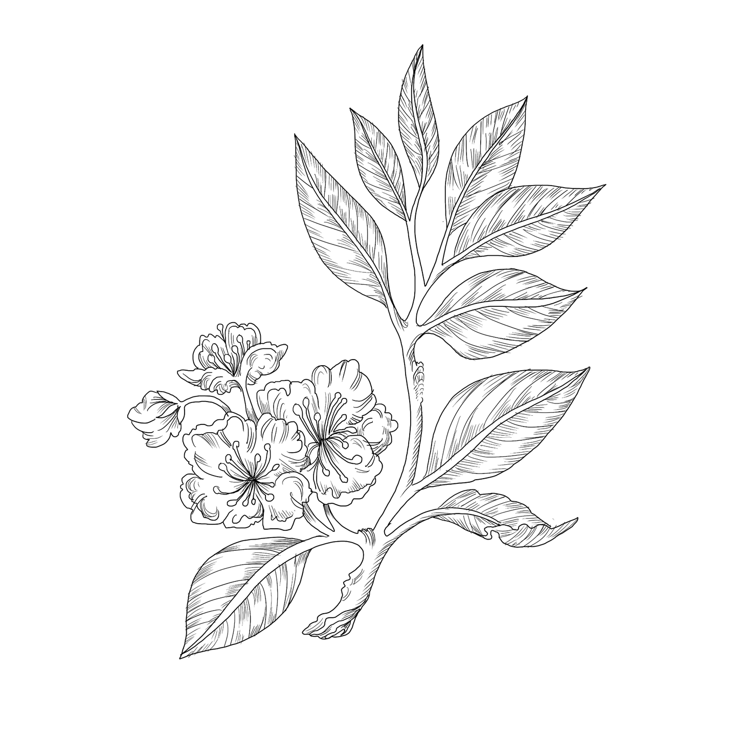 Botanical illustration line drawing of wild pear blossom.